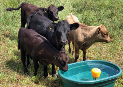Calves at water trough