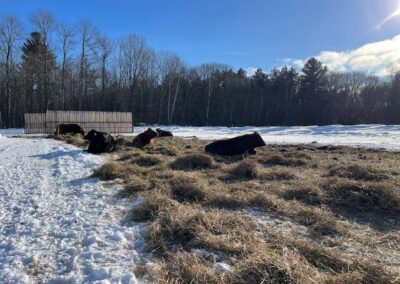 Winter feeding