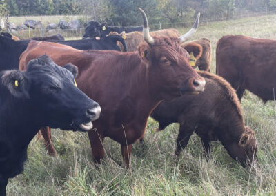 Dexter cattle grazing