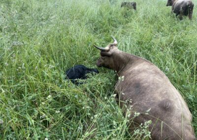 Newborn with mama