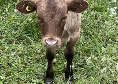 Calf in the field